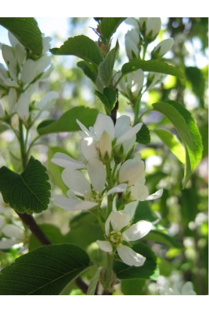 Amelanchier alnifolia во время весеннего цветения
